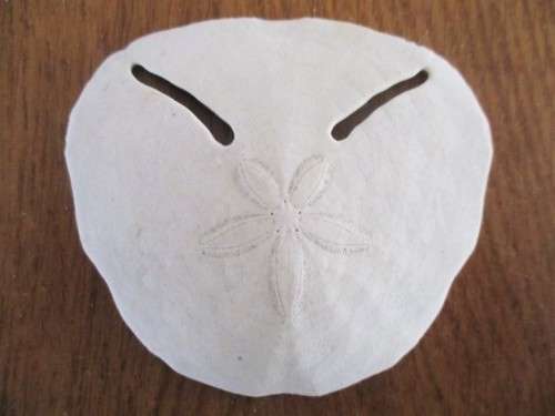 DELICATE AND RARE - FIVE SEA URCHIN PANSY/SAND DOLLAR SHELLS