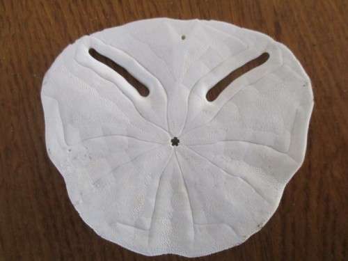 DELICATE AND RARE - FIVE SEA URCHIN PANSY/SAND DOLLAR SHELLS