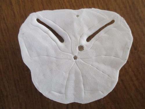 DELICATE AND RARE - FIVE SEA URCHIN PANSY/SAND DOLLAR SHELLS