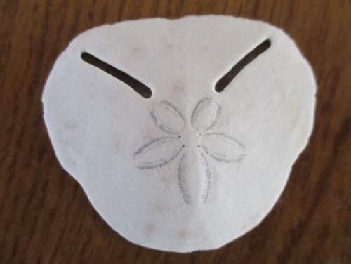 DELICATE AND RARE - FIVE SEA URCHIN PANSY/SAND DOLLAR SHELLS