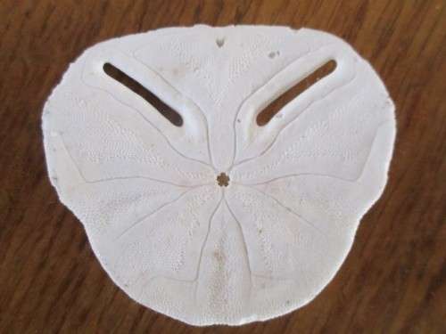 DELICATE AND RARE - FIVE SEA URCHIN PANSY/SAND DOLLAR SHELLS
