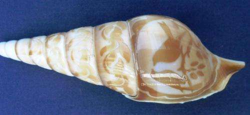 SO UNUSUAL - A BEAUTIFULLY CARVED CAMEO-LIKE SHELL!!