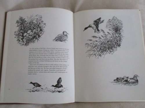 FIRST EDITION - HARDCOVER & DUST JACKET - A PLANK BRIDGE BY A POOL - NORMAN THELWELL - DELIGHTFUL!