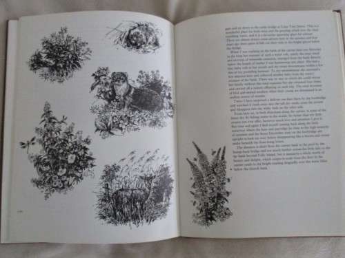 FIRST EDITION - HARDCOVER & DUST JACKET - A PLANK BRIDGE BY A POOL - NORMAN THELWELL - DELIGHTFUL!