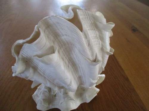 RARE NATURAL DOUBLE TRIDACNA SQUAMOSA SHELL(RUFFLED FLUTED GIANT CLAM) TO DISPLAY OR USE AS LAMP