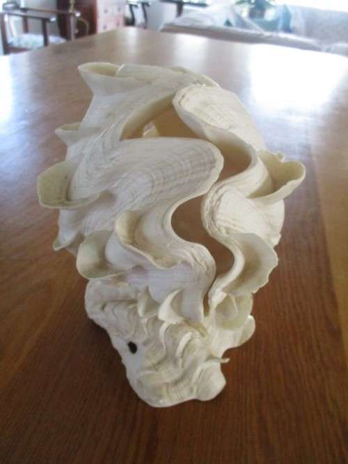 RARE NATURAL DOUBLE TRIDACNA SQUAMOSA SHELL(RUFFLED FLUTED GIANT CLAM) TO DISPLAY OR USE AS LAMP