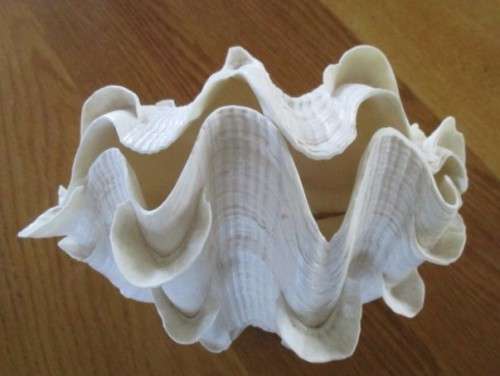 RARE NATURAL DOUBLE TRIDACNA SQUAMOSA SHELL(RUFFLED FLUTED GIANT CLAM) TO DISPLAY OR USE AS LAMP