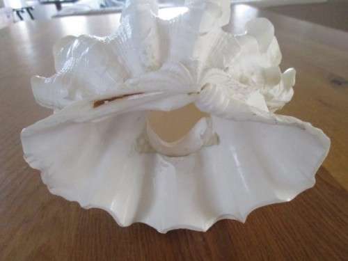 RARE NATURAL DOUBLE TRIDACNA SQUAMOSA SHELL(RUFFLED FLUTED GIANT CLAM) TO DISPLAY OR USE AS LAMP