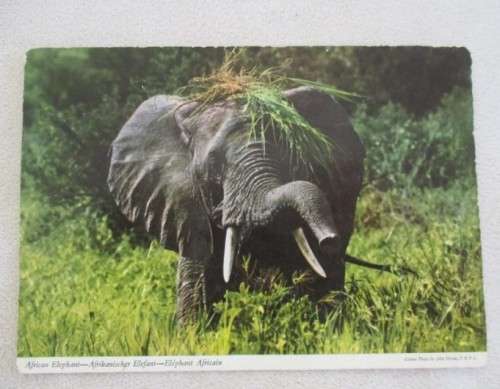 VINTAGE JOHN HINDE POSTCARD OF AFRICAN ELEPHANT - AMUSING ONE!