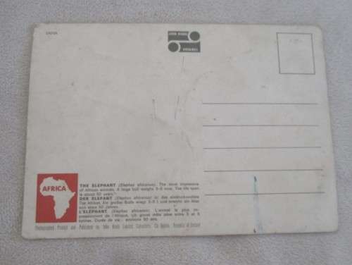 VINTAGE JOHN HINDE POSTCARD OF AFRICAN ELEPHANT - AMUSING ONE!