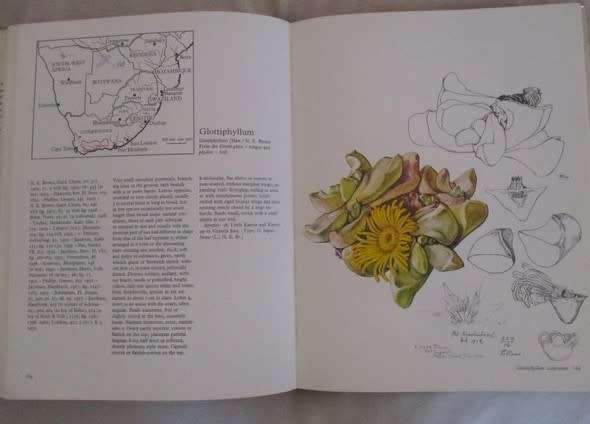 The Genera of the Mesembryanthemaceae by H. Herpe
