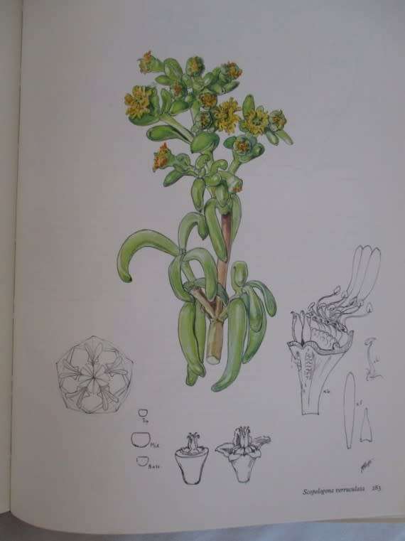 The Genera of the Mesembryanthemaceae by H. Herpe