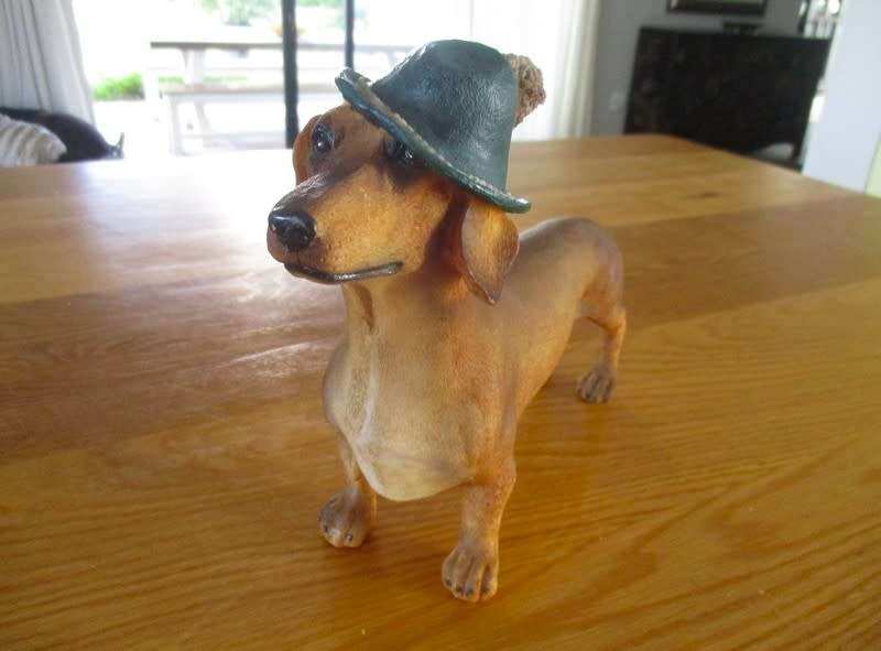 An adorable large Dachshund with the most appealing face