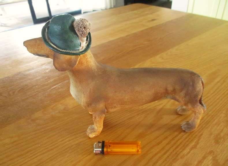 An adorable large Dachshund with the most appealing face