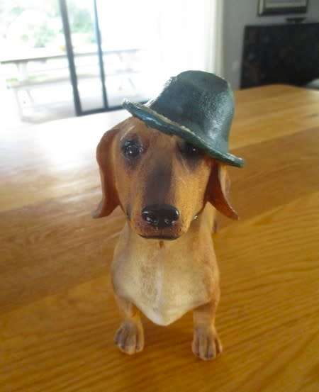 An adorable large Dachshund with the most appealing face