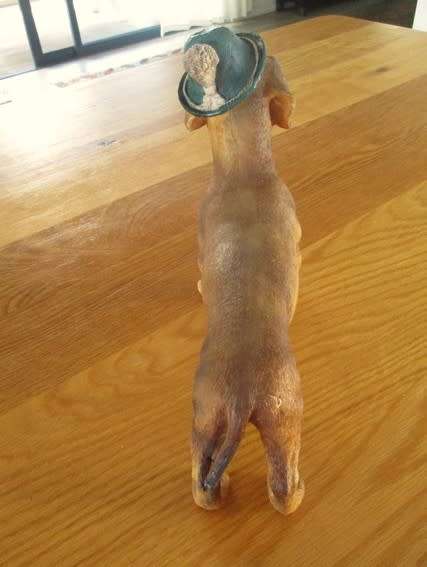 An adorable large Dachshund with the most appealing face