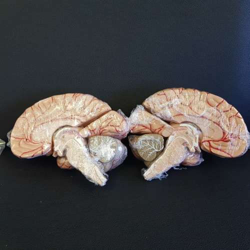 NEW!! GREAT anatomy model - human brain
