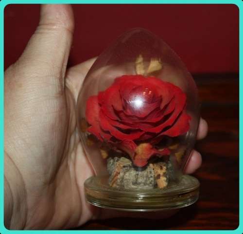 CAPTIVE GARDEN REAL FLOWERS IN A SEALED DOME SEE PHOTOS FOR DETAILS
