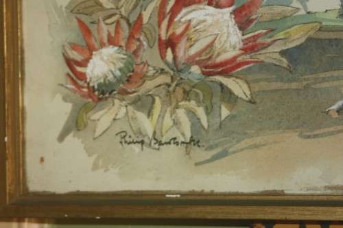 ORIGINAL WATERCOLOUR  PROTEA CAPE PROVINCE BY PHILIP BAWCOMBE 1906-2000