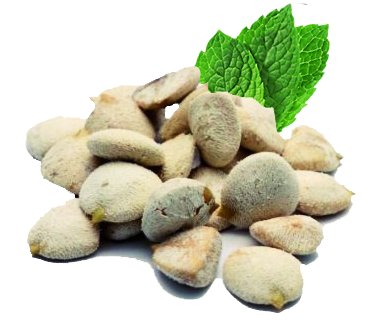 12 Seed Indian Nut Weight Loss.Perfect wonder .Nuez de la Slimming Cellulite, Detox.Body shape.fat