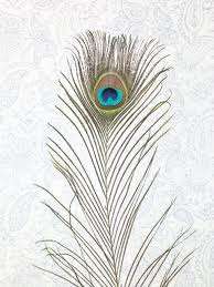 Peacock Feather