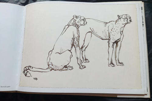 Drawn from Life. A Portfolio of Wildlife Drawings By Zakkie Eloff.