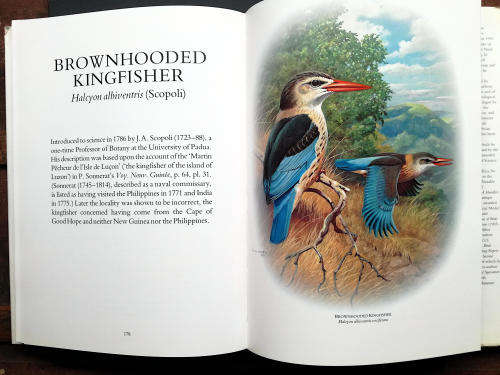 Kingfishers of Sub-Saharan Africa by Phillip Clancey