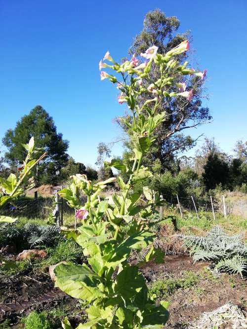 Golden Virginia Tobacco Seeds 50+ Seed