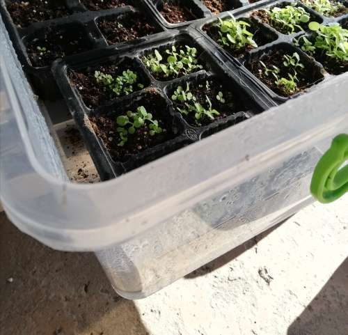 Golden Virginia Tobacco Seeds 50+ Seed