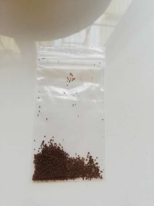 Golden Virginia Tobacco Seeds 50+ Seed