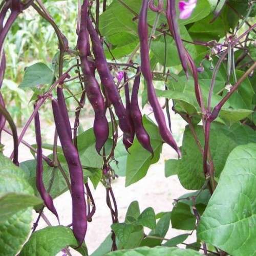 Blue Peter Runner Beans