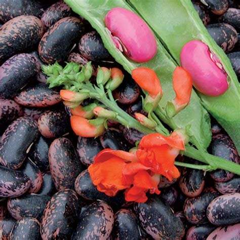 Scarlett runner bean seeds