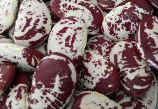 Christmas Lima Dry Pole Bean