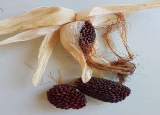 Strawberry Popcorn Seeds