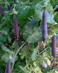 Purple Podded Pea Seeds