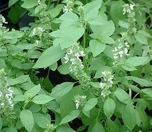 Lime Basil Seeds