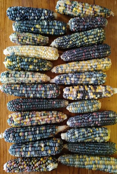 Glass Gem Corn