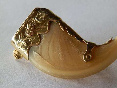 Antique 9 ct Gold lion's claw brooch - shipping R45 insured