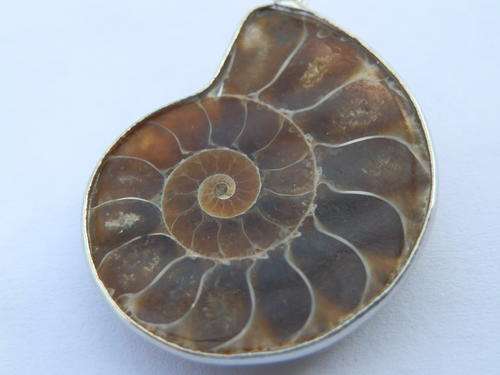 New sterling silver natural ammonite fossil pendant - thirty (30) days to pay