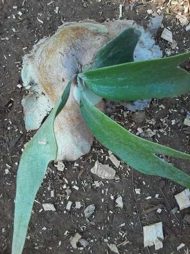 STAGHORN PLANTS-Per Small Plant.