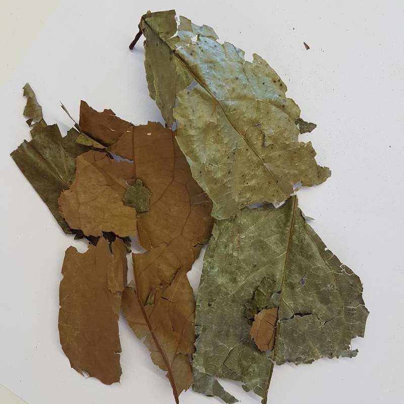 Diplopterys cabrerana 25g