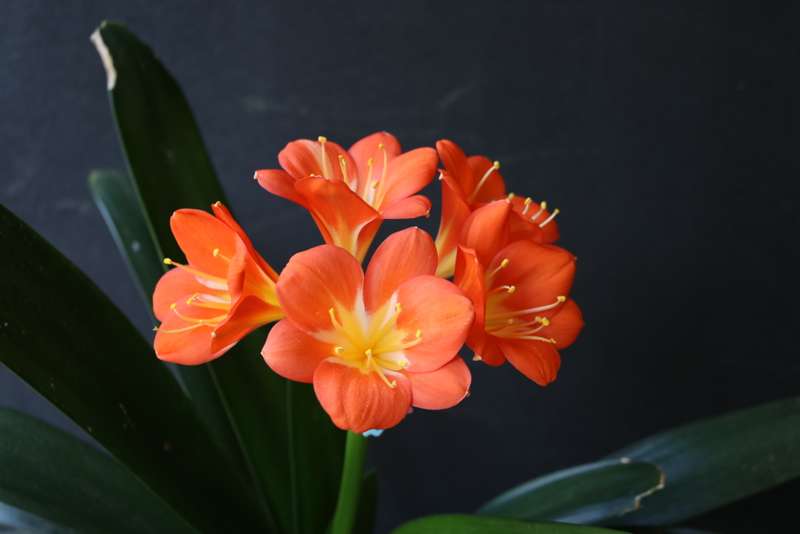 Clivia `Jack Pot x Ghost` Seeds