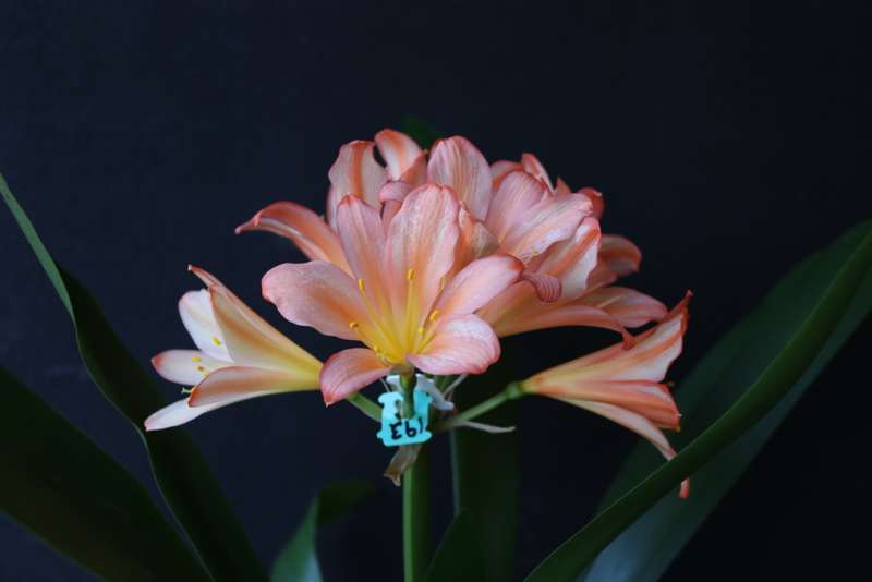 Clivia `Jack Pot x Ghost` Seeds