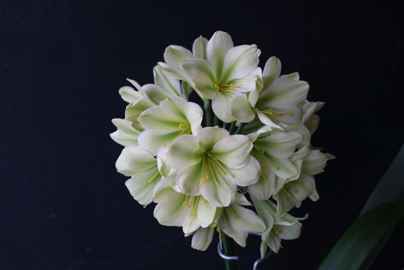 Clivia `Cora Hirao x (Natal Yellow x Hirao)` Seeds