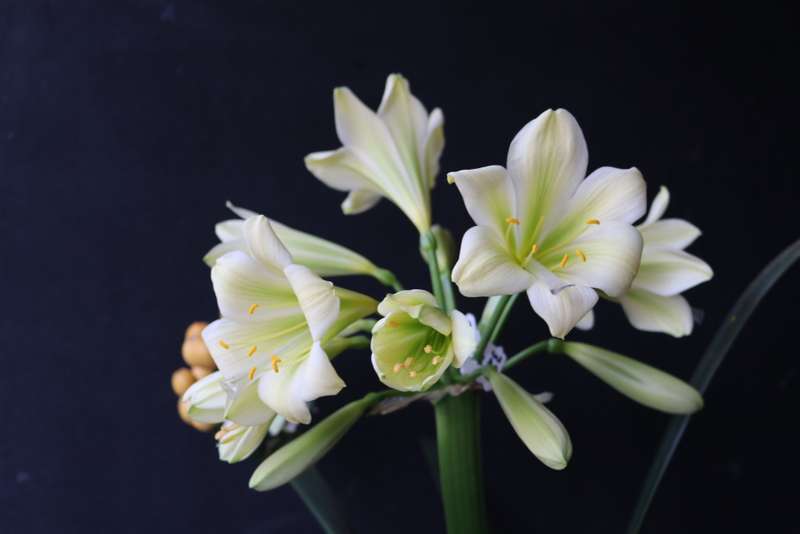 Clivia `Cora Hirao x (Natal Yellow x Hirao)` Seeds