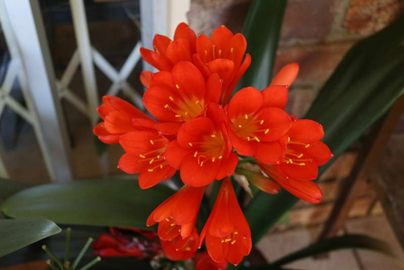 Clivia `Small Red` Seeds