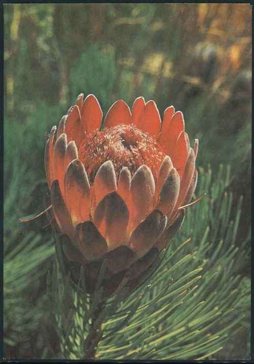 South Africa 1977 Third Definitive Series "Protea" Signed Official First Day Folder Number 3.1