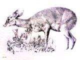 Dik-Dik  - by Leigh Voigt (print)