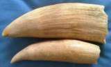 2 x  Original Whale teeth (over 40 years old)