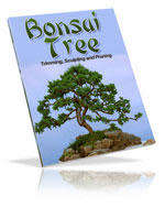 Growing Bonsai